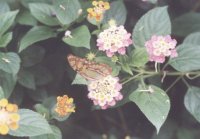 Butterfly Farm. Jennifer's 
favourite day trip.